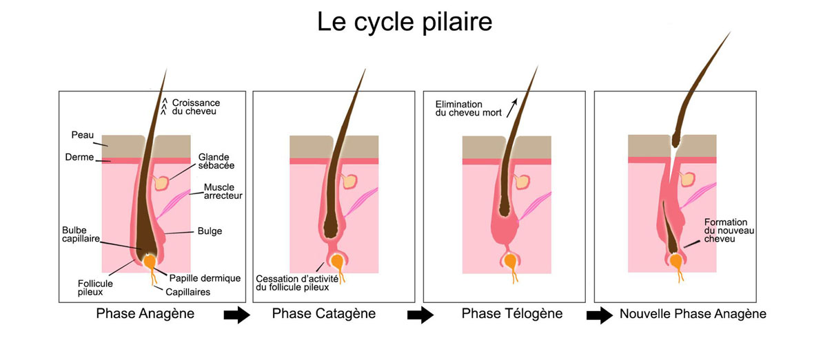 cycle pilaire